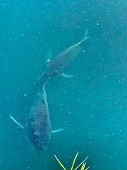 Sarotherodon melanotheron