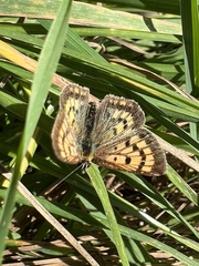 Lycaena 'canterbury common copper'