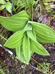 Veratrum insolitum