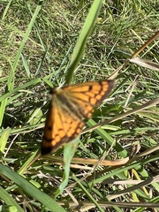 Lycaena 'canterbury common copper'