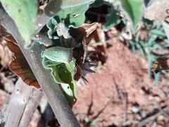 Arvelius albopunctatus