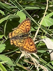 Lycaena 'canterbury common copper'