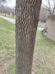 Fraxinus pennsylvanica