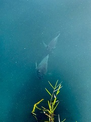 Sarotherodon melanotheron