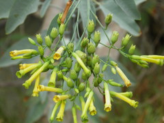 Nicotiana glauca