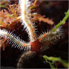Ophiothrix spiculata