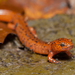 Northern Red Salamander - Photo (c) Amber Hart, some rights reserved (CC BY-NC), uploaded by Amber Hart