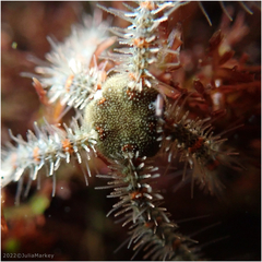 Ophiothrix spiculata