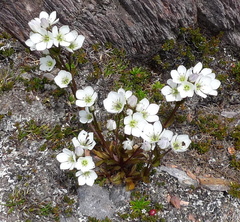 Gentianella pleurogynoides