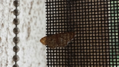 Idaea inquinata