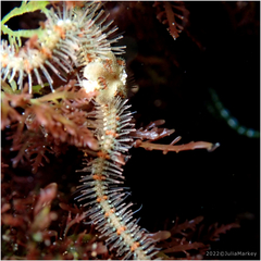 Ophiothrix spiculata