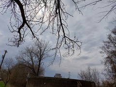 Fraxinus pennsylvanica