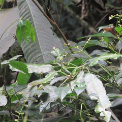 Palicourea caerulea