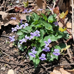 Viola