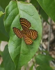 Zemeros emesoides