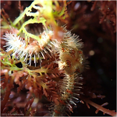 Ophiothrix spiculata