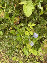 Ceanothus thyrsiflorus thyrsiflorus