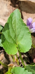 Viola