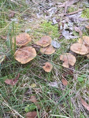 Armillaria luteobubalina