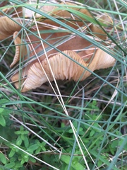Armillaria luteobubalina
