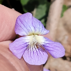 Viola