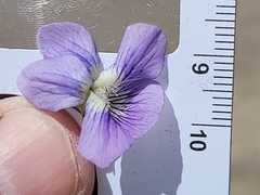 Viola