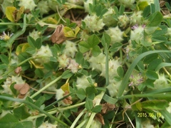 Trifolium resupinatum