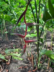 Heliconia chartacea