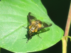 Chrysops viduatus