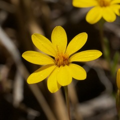 Pentachaeta aurea