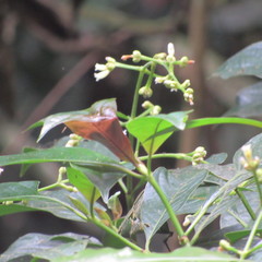 Palicourea caerulea
