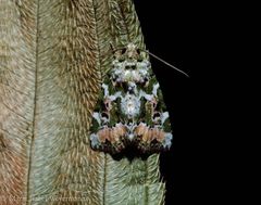 Chytonix elegans