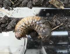 Dynastes tityus