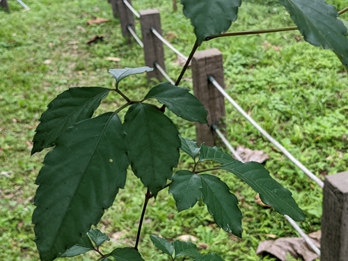 Causonis corniculata, photograph 5