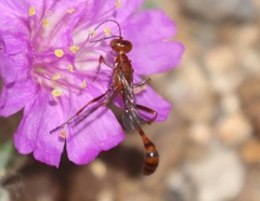 Ammophila wrightii