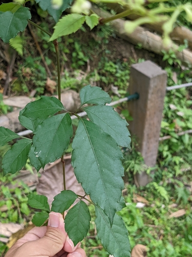 Causonis corniculata, photograph 6