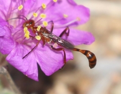 Ammophila wrightii