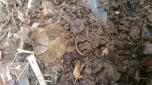 photo of Common Earthworm (Lumbricus terrestris)