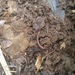 photo of Common Earthworm (Lumbricus terrestris)