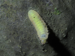 Mahathala ameria