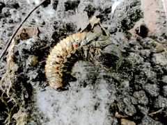 Dynastes tityus