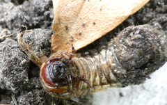 Dynastes tityus