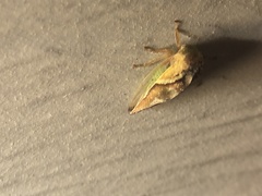 Smilia camelus