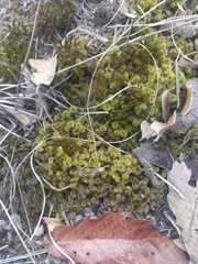 Ptychomnion aciculare