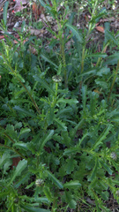 Leucanthemum vulgare
