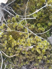 Ptychomnion aciculare