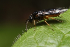 Halidamia affinis