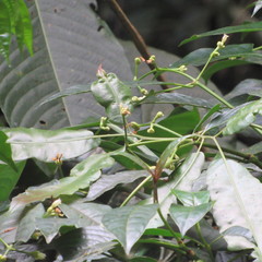 Palicourea caerulea