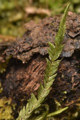 Fontinalis neomexicana