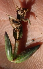 Crassula capitella thyrsiflora